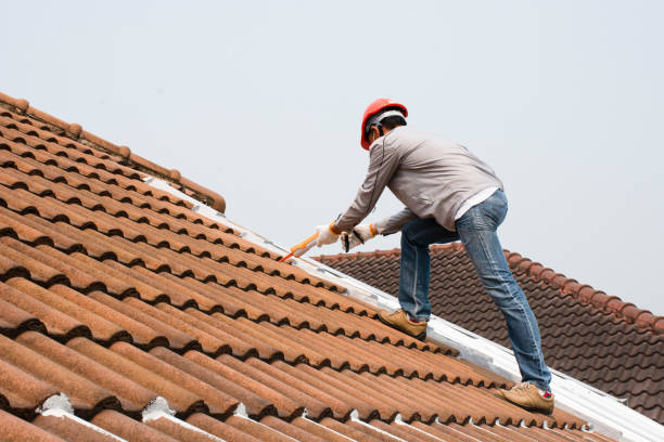 Best Roof Moss and Algae Removal  in Allendale, SC